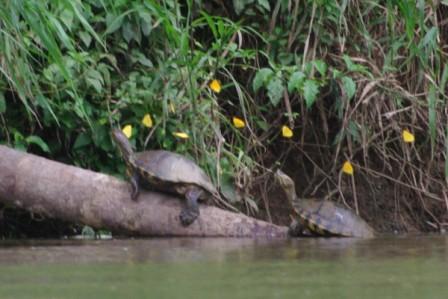 Les tortues et le vols des papillons jaunes (détail dune photo) Les tortues et le vols des papillons jaunes (détail dune photo)